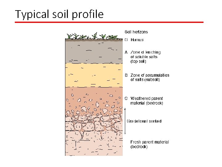 Typical soil profile 
