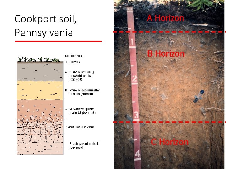 Cookport soil, Pennsylvania A Horizon B Horizon C Horizon 
