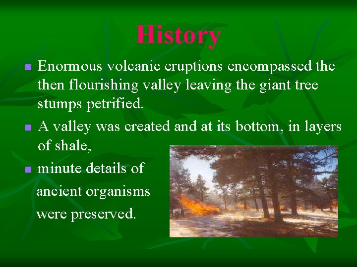 History Enormous volcanic eruptions encompassed then flourishing valley leaving the giant tree stumps petrified.