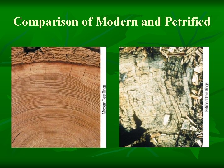 Comparison of Modern and Petrified 
