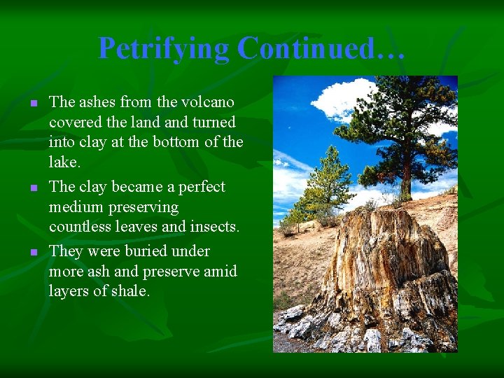 Petrifying Continued… n n n The ashes from the volcano covered the land turned