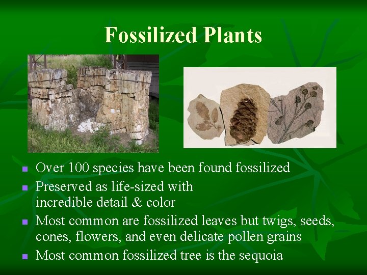 Fossilized Plants n n Over 100 species have been found fossilized Preserved as life-sized