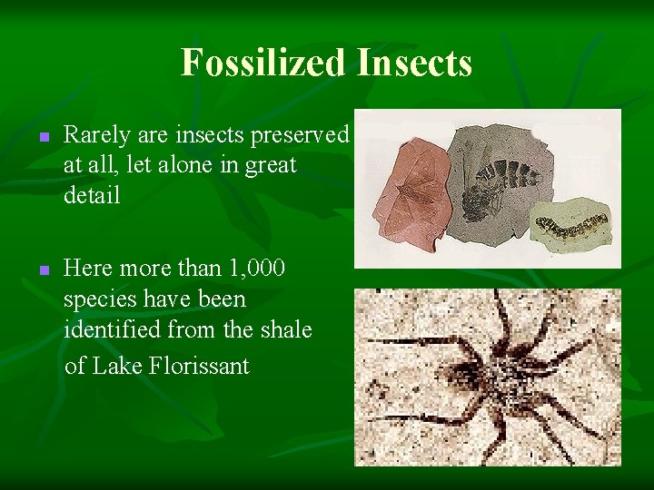 Fossilized Insects n n Rarely are insects preserved at all, let alone in great