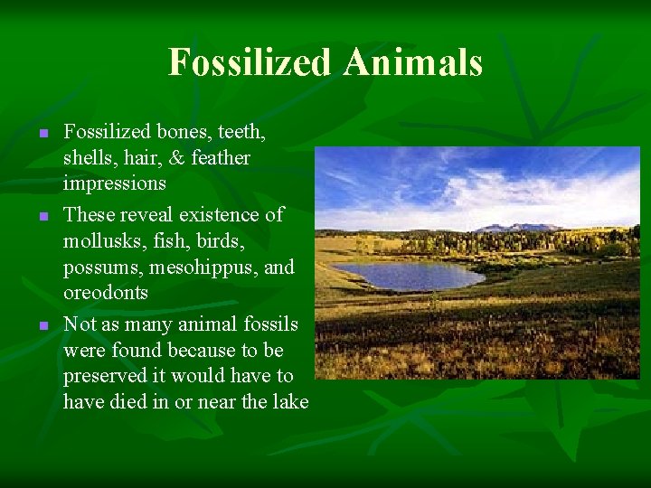 Fossilized Animals n n n Fossilized bones, teeth, shells, hair, & feather impressions These