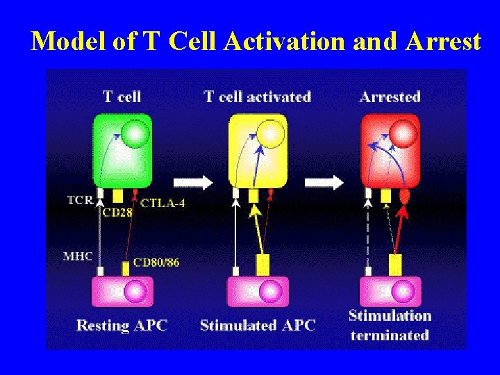 Model of T Cell Activation and Arrest 