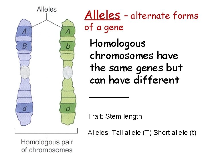Alleles of a gene – alternate forms Homologous chromosomes have the same genes but
