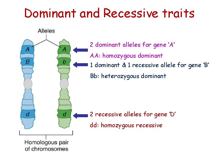 Dominant and Recessive traits 2 dominant alleles for gene ‘A’ AA: homozygous dominant 1