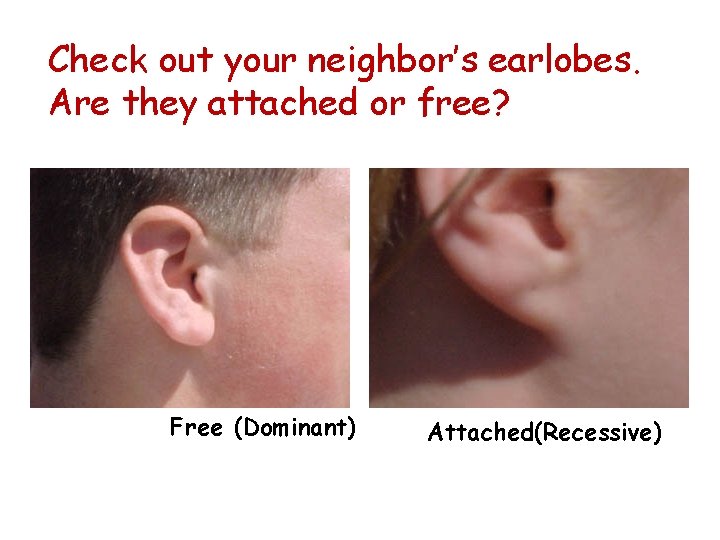 Check out your neighbor’s earlobes. Are they attached or free? Free (Dominant) Attached(Recessive) 