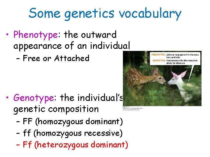 Some genetics vocabulary • Phenotype: the outward appearance of an individual – Free or