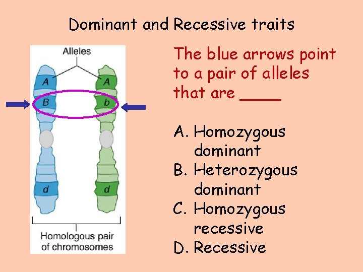 Dominant and Recessive traits The blue arrows point to a pair of alleles that