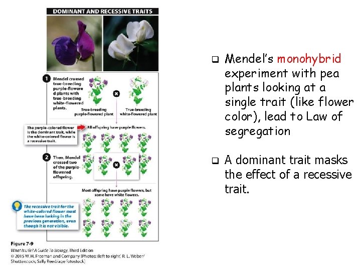 q q Mendel’s monohybrid experiment with pea plants looking at a single trait (like