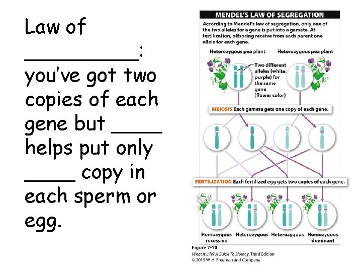Law of _____: you’ve got two copies of each gene but ____ helps put