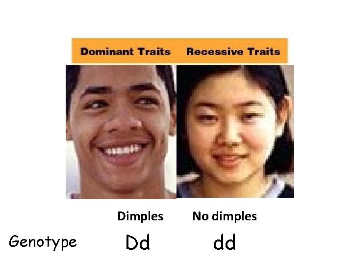 Genotype Dimples No dimples Dd dd 