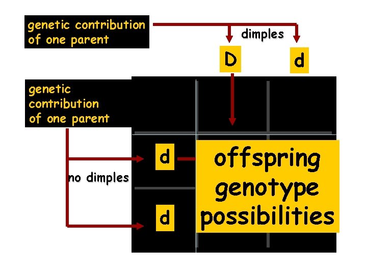 genetic contribution of one parent dimples D d genetic contribution of one parent no
