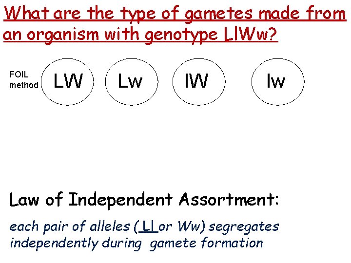 What are the type of gametes made from an organism with genotype Ll. Ww?