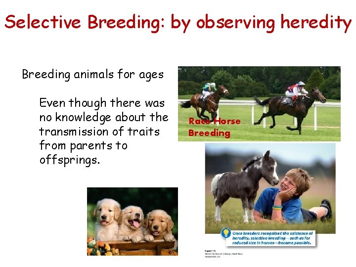 Selective Breeding: by observing heredity Breeding animals for ages Even though there was no