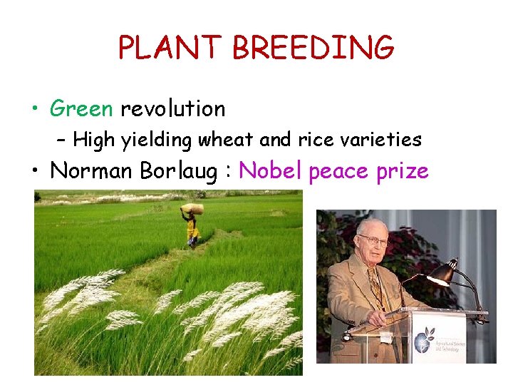 PLANT BREEDING • Green revolution – High yielding wheat and rice varieties • Norman