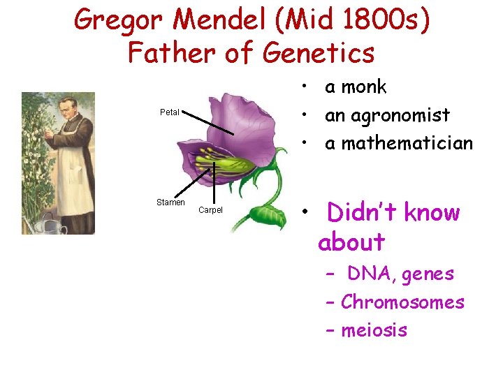 Gregor Mendel (Mid 1800 s) Father of Genetics • a monk • an agronomist