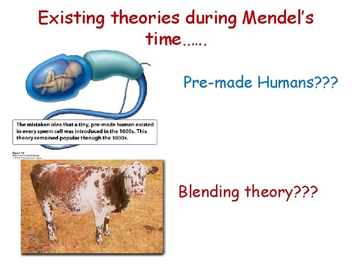 Existing theories during Mendel’s time. . …. Pre-made Humans? ? ? Blending theory? ?