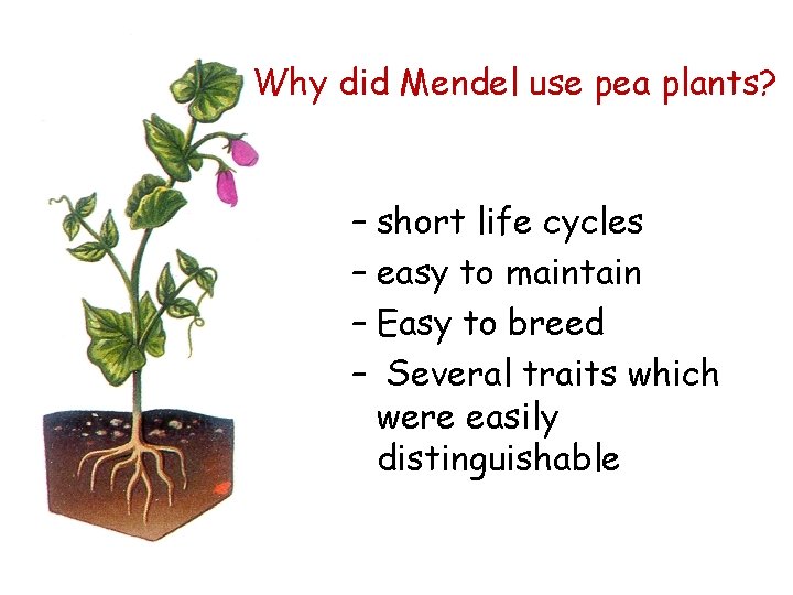 Why did Mendel use pea plants? – short life cycles – easy to maintain