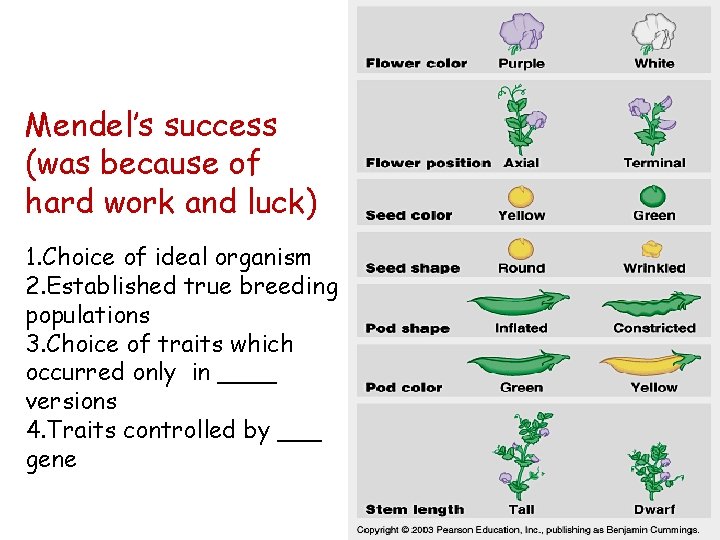 Mendel’s success (was because of hard work and luck) 1. Choice of ideal organism