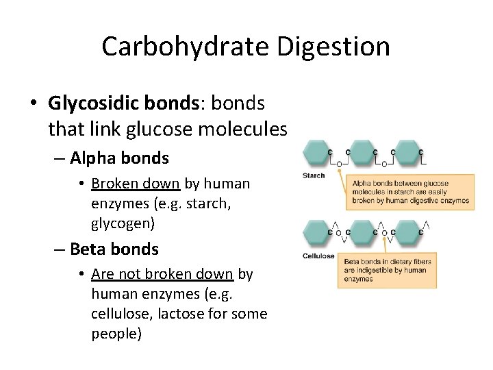 Carbohydrate Digestion • Glycosidic bonds: bonds that link glucose molecules – Alpha bonds •