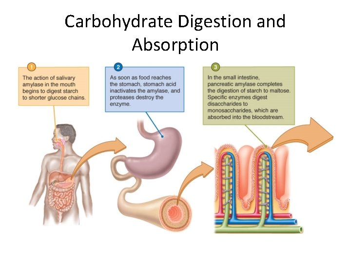 Carbohydrate Digestion and Absorption 