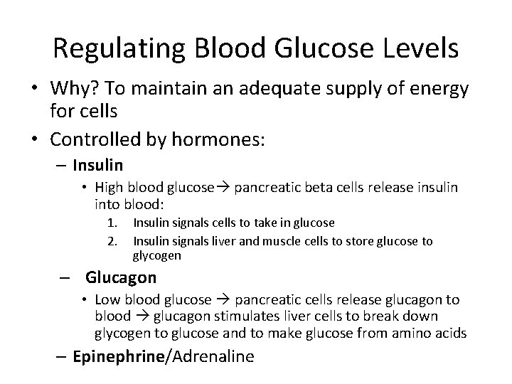Regulating Blood Glucose Levels • Why? To maintain an adequate supply of energy for
