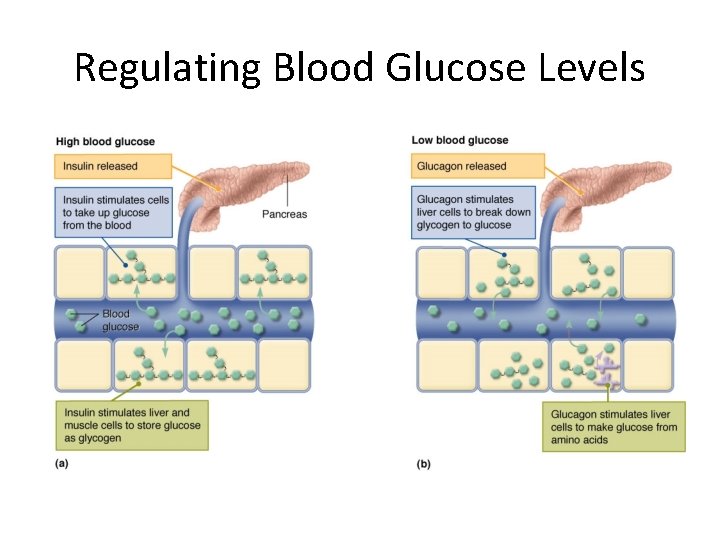 Regulating Blood Glucose Levels 