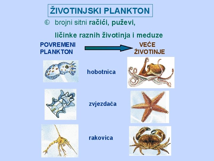 ŽIVOTINJSKI PLANKTON brojni sitni račići, puževi, ličinke raznih životinja i meduze POVREMENI PLANKTON VEĆE