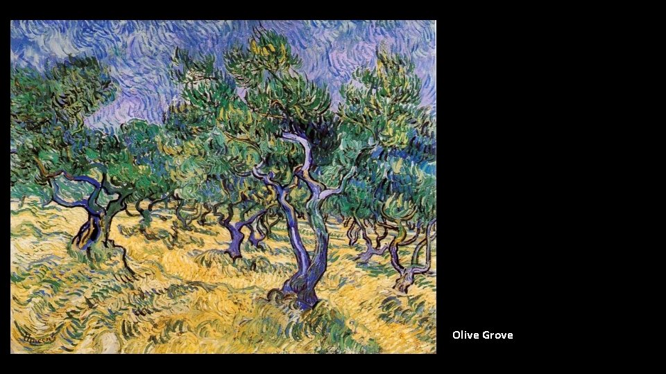 Olive Grove 