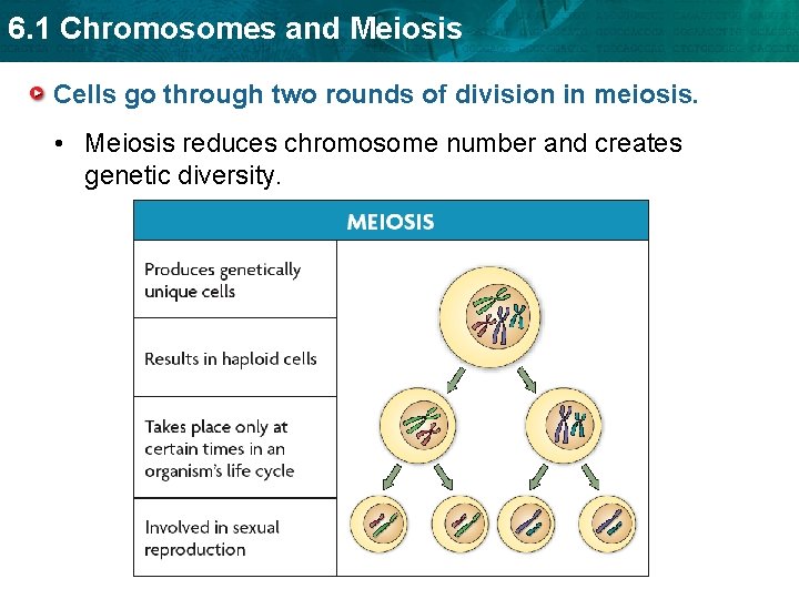 6. 1 Chromosomes and Meiosis Cells go through two rounds of division in meiosis.