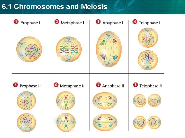 6. 1 Chromosomes and Meiosis 