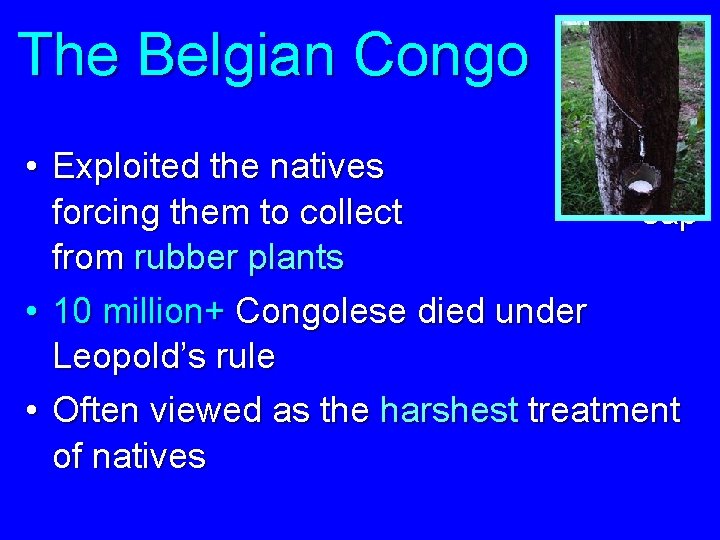 The Belgian Congo • Exploited the natives by forcing them to collect sap from