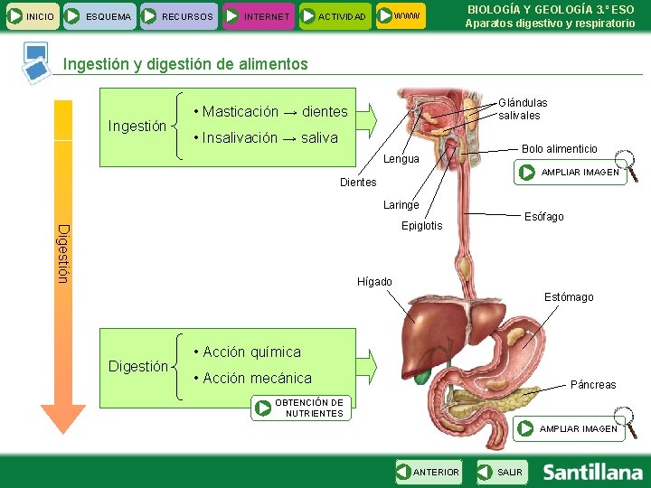 INICIO ESQUEMA RECURSOS INTERNET WWW ACTIVIDAD BIOLOGÍA Y GEOLOGÍA 3. º ESO Aparatos digestivo