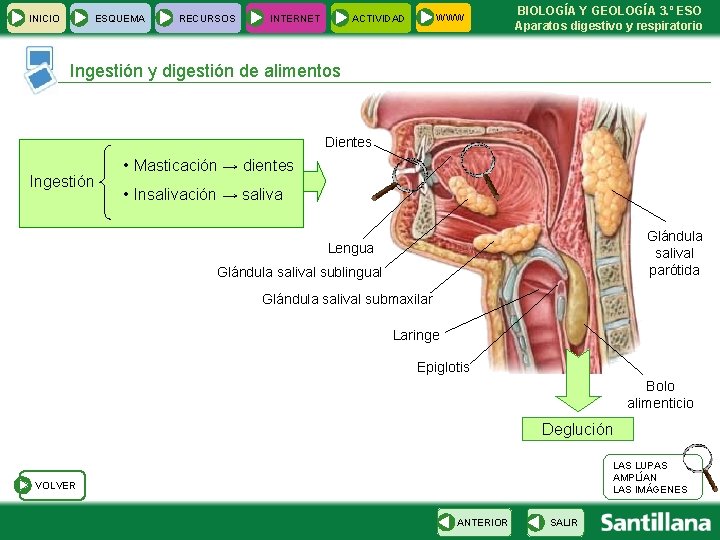 INICIO ESQUEMA RECURSOS INTERNET WWW ACTIVIDAD BIOLOGÍA Y GEOLOGÍA 3. º ESO Aparatos digestivo