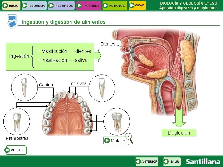 INICIO ESQUEMA RECURSOS INTERNET ACTIVIDAD WWW BIOLOGÍA Y GEOLOGÍA 3. º ESO Aparatos digestivo