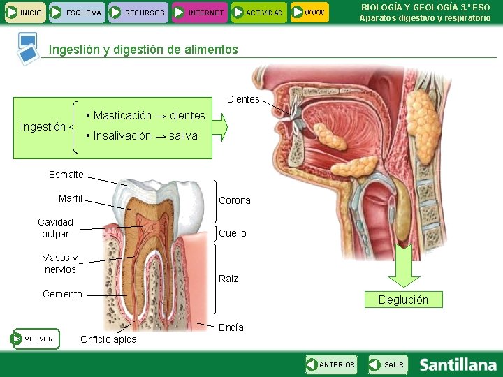 INICIO ESQUEMA RECURSOS INTERNET ACTIVIDAD WWW BIOLOGÍA Y GEOLOGÍA 3. º ESO Aparatos digestivo