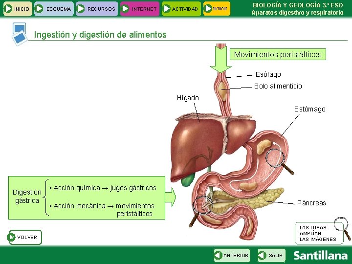 INICIO ESQUEMA RECURSOS INTERNET ACTIVIDAD BIOLOGÍA Y GEOLOGÍA 3. º ESO Aparatos digestivo y