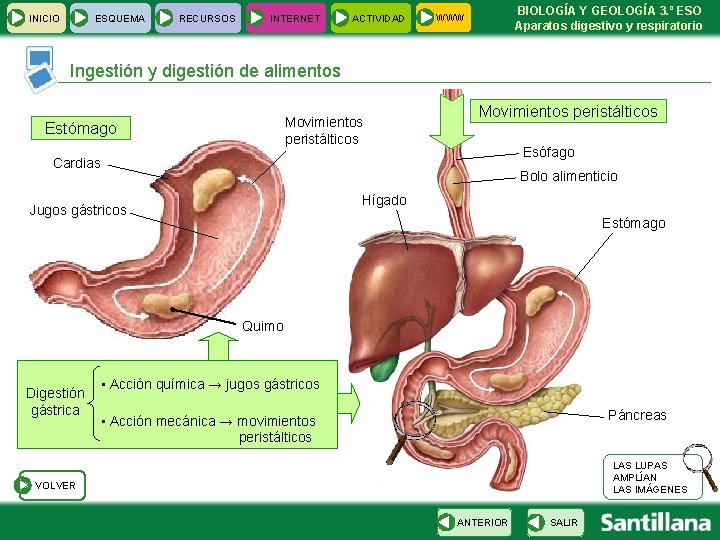 INICIO ESQUEMA RECURSOS INTERNET ACTIVIDAD BIOLOGÍA Y GEOLOGÍA 3. º ESO Aparatos digestivo y