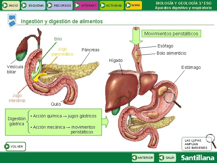 INICIO ESQUEMA RECURSOS INTERNET ACTIVIDAD BIOLOGÍA Y GEOLOGÍA 3. º ESO Aparatos digestivo y