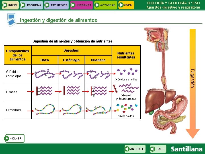 INICIO ESQUEMA RECURSOS INTERNET ACTIVIDAD WWW BIOLOGÍA Y GEOLOGÍA 3. º ESO Aparatos digestivo