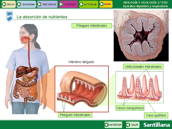 INICIO ESQUEMA RECURSOS INTERNET ACTIVIDAD BIOLOGÍA Y GEOLOGÍA 3. º ESO Aparatos digestivo y