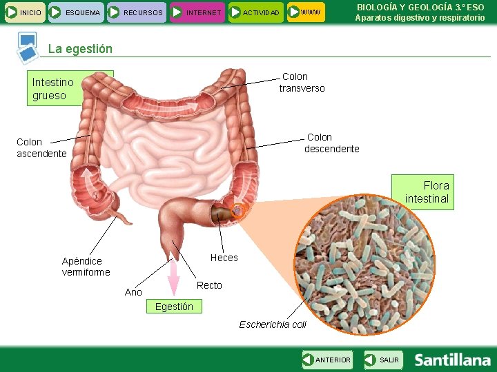 INICIO ESQUEMA RECURSOS INTERNET ACTIVIDAD WWW BIOLOGÍA Y GEOLOGÍA 3. º ESO Aparatos digestivo