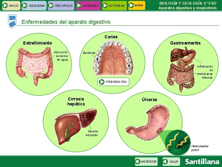 INICIO ESQUEMA RECURSOS INTERNET ACTIVIDAD WWW BIOLOGÍA Y GEOLOGÍA 3. º ESO Aparatos digestivo