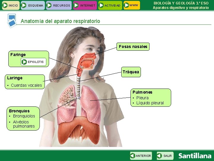 INICIO ESQUEMA RECURSOS INTERNET ACTIVIDAD WWW BIOLOGÍA Y GEOLOGÍA 3. º ESO Aparatos digestivo