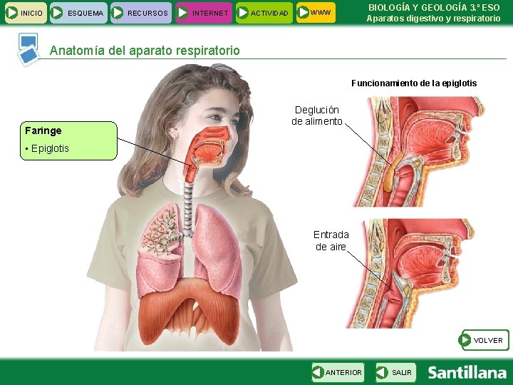 INICIO ESQUEMA RECURSOS INTERNET ACTIVIDAD BIOLOGÍA Y GEOLOGÍA 3. º ESO Aparatos digestivo y