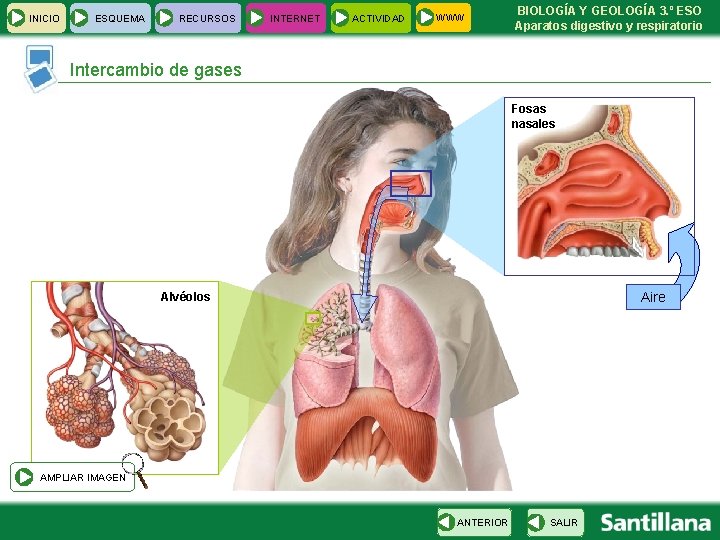 INICIO ESQUEMA RECURSOS INTERNET ACTIVIDAD WWW BIOLOGÍA Y GEOLOGÍA 3. º ESO Aparatos digestivo