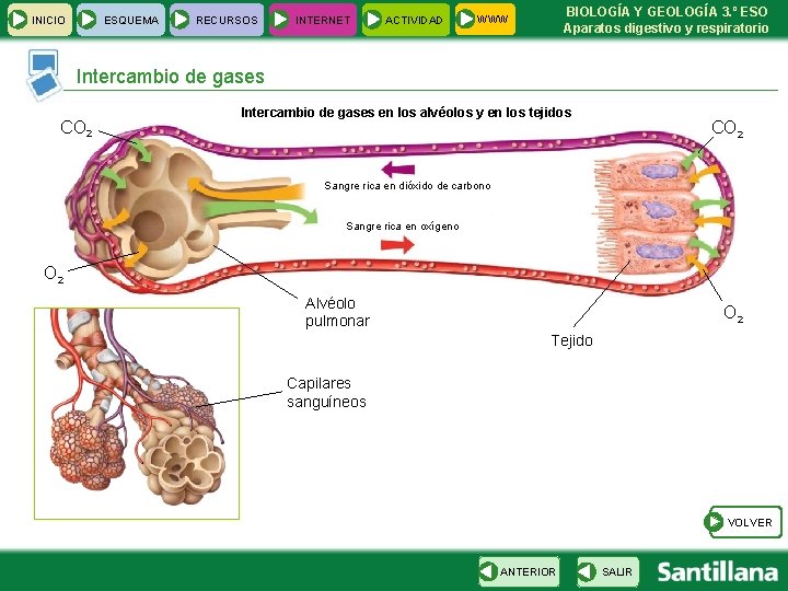 INICIO ESQUEMA RECURSOS INTERNET ACTIVIDAD BIOLOGÍA Y GEOLOGÍA 3. º ESO Aparatos digestivo y