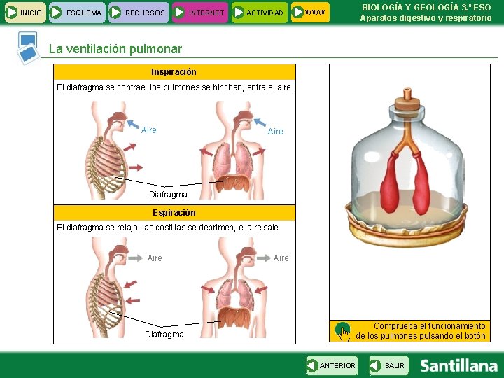 INICIO ESQUEMA RECURSOS INTERNET ACTIVIDAD BIOLOGÍA Y GEOLOGÍA 3. º ESO Aparatos digestivo y